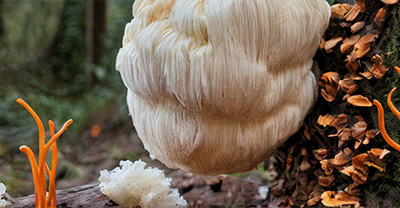 Hongos adaptógenos